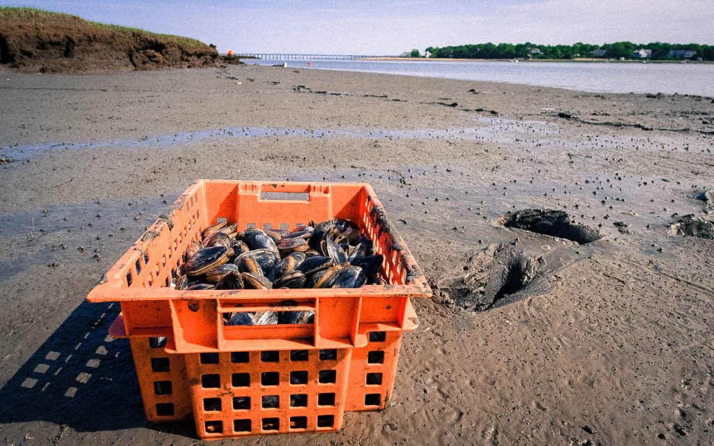 An Oysterman’s Supplemental Income